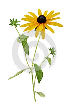 Fresh yellow susan flowers rudbeckia branch on white