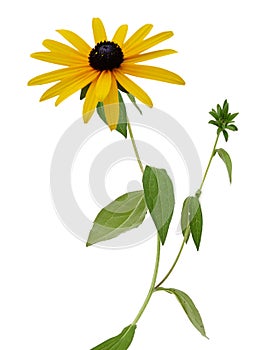 Fresh yellow susan flowers rudbeckia branch on white