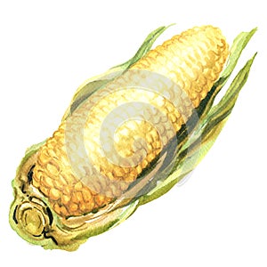 Fresh yellow sweet corn ears with leaves, healthy food, isolated, package design element, hand drawn watercolor