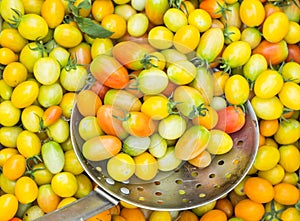 Fresh yellow Tomatoes