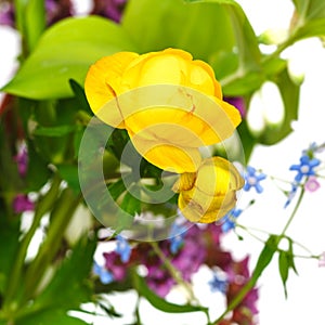 Fresh yellow trollius flowers in posy