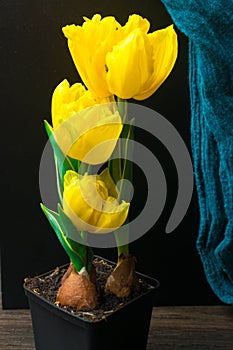 fresh yellow tulip on pot on the dark table