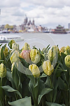 Fresh yellow tulips in Amsterdam with river