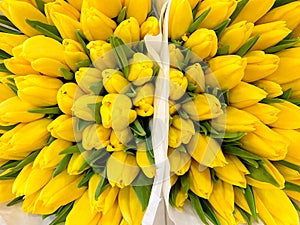 Fresh yellow tulips flowers bouquets in paper wrap for sale. Floral background