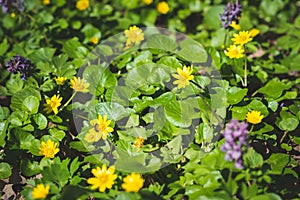 Fresh yellow wildflowers among lush green grass