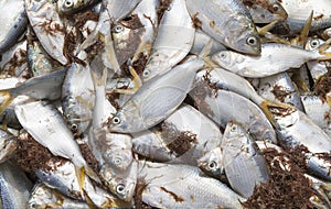 Fresh yellowtail fish