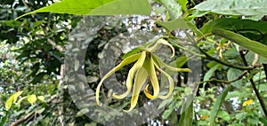 fresh ylang flower or Cananga odorata