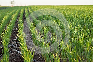 Fresh young agricultural crop in a spring field