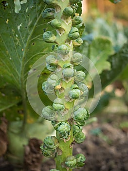 Fresh young Brussels Sprout heads Brassica oleracea var. gemmifera growing in homemade garden. Close-up.