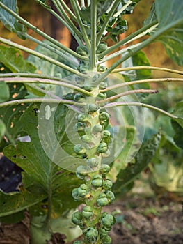 Fresh young Brussels Sprout heads Brassica oleracea var. gemmifera growing in homemade garden. Close-up.