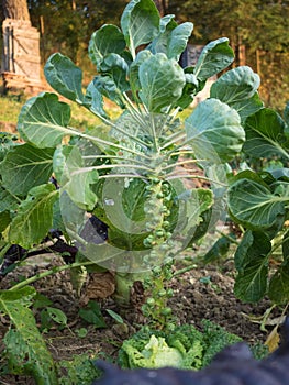 Fresh young Brussels Sprout heads Brassica oleracea var. gemmifera growing in homemade garden. Close-up.