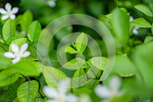 Fresh young bud soft green leaves blossom on natural greenery plant and white flower blurred background under sunlight in garden