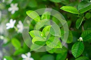 Fresh young bud soft green leaves blossom on natural greenery plant and white flower blurred background under sunlight in garden