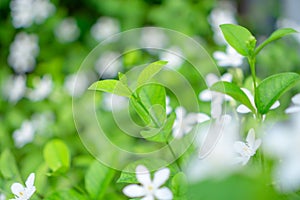 Fresh young bud soft green leaves blossom on natural greenery plant and white flower blurred background under sunlight in garden