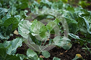 Fresh young cabbage from farm field. Growing organic vegetables. Eco-friendly products. Agriculture and farming