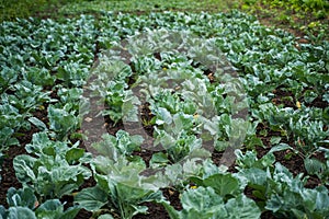 Fresh young cabbage from a farmer's field. Organic farming. Agriculture and farming. Plantation cultivation.