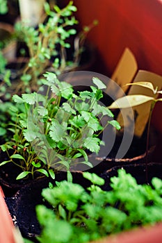 Fresh young cilantro