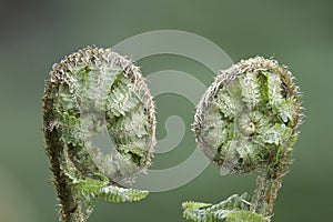 fresh young fern leaves