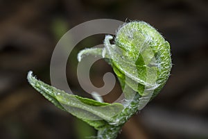 Fresh and young fiddlehead fern shoot leaves