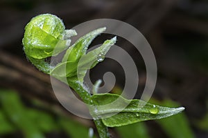 Fresh and young fiddlehead fern shoot leaves