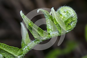 Fresh and young fiddlehead fern shoot leaves