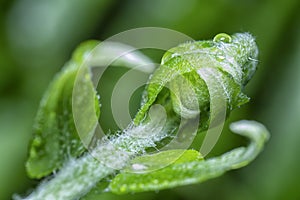 Fresh and young fiddlehead fern shoot leaves