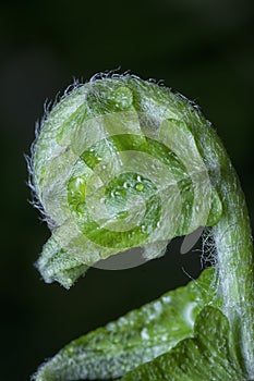 Fresh and young fiddlehead fern shoot leaves