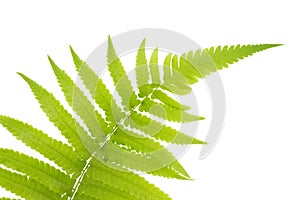 Fresh Young Green Asian Rain forest Fern leaves.