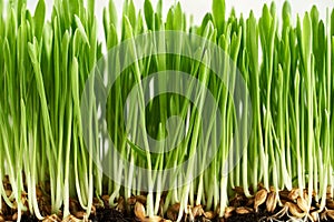 Fresh young green barley grass blades growing in soil