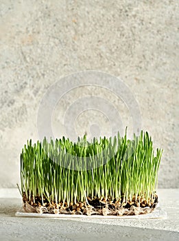 Fresh young green barley grass blades growing in soil in sunlight