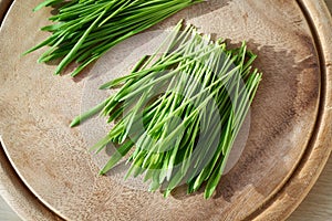 Fresh young green barley grass blades on a table