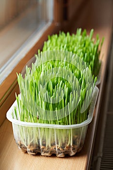 Fresh young green barley grass growing indoors on the windowsill