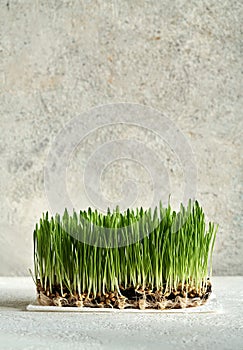 Fresh young green barley grass growing in soil, with copy space