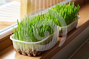 Fresh young green barley grass growing in soil on the windowsill