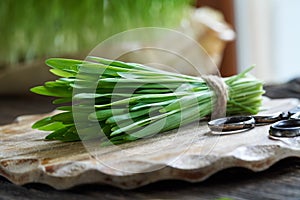 Fresh young green barley grass on a table