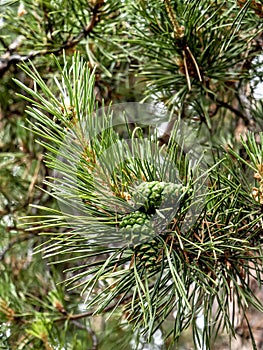 fresh young green cones among pine needles on tree branches