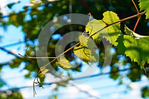 Fresh young green grape vine on a sunny blue sky background