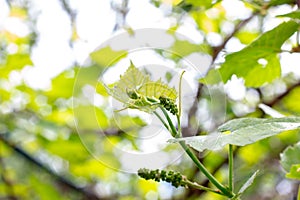 Fresh young green growing grape leaves in a vineyard garden in spring and summer.