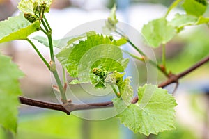Fresh young green growing grape leaves in a vineyard garden in spring and summer.