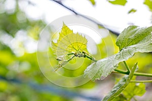 Fresh young green growing grape leaves in a vineyard garden in spring and summer.