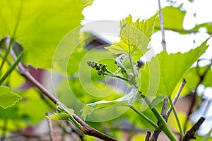 Fresh young green growing grape leaves in a vineyard garden in spring and summer.