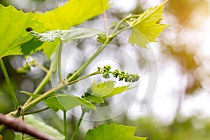 Fresh young green growing grapes leaves in a vineyard in spring and summer.