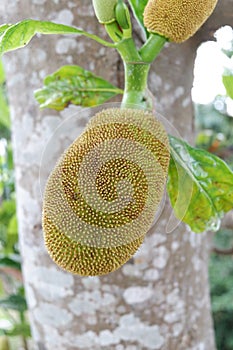 Fresh Young Green Jackfruit in the tree with trunk tree background