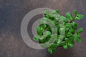 Fresh, young green mint in a flowerpot on a concrete background.