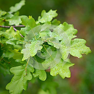 Fresh young green oak tree leaves