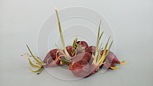 fresh young green onions grow, beauty plant onion. grow without soil