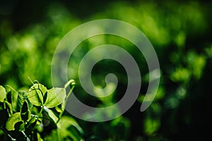 Fresh young green pea plants in the ground on the field early hour in the spring garden. The farm where they grow peas. The