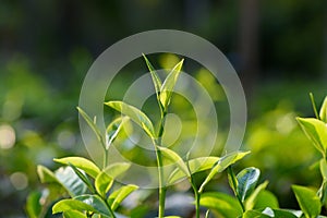 Fresh young green tea leaf sprout on tea bush