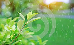 Fresh young green tree top leaf on blurred background in the summer garden with raining and rays of sunlight. Close-up nature leav