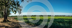 Fresh young green wheat growing on a farm field in rural Australia